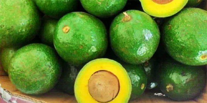 Thời Điểm Thu Hoạch Bơ Giúp Bảo Quản Được Lâu