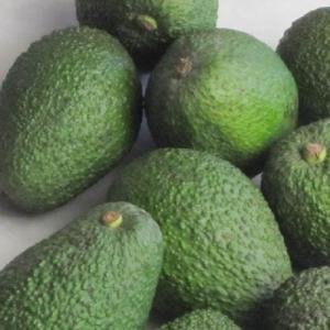 Thời điểm thu hoạch bơ giúp bảo quản được lâu - thời điểm thu hoạch bơ, thu hoạch bơ, bảo quản bơ, thu hoạch và bảo quản bơ, thời điểm hái bơ, bảo quản bơ lâu