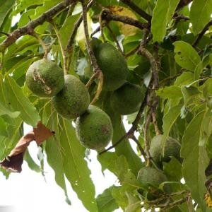 Những bệnh thường gặp trên cây bơ và cách phòng trừ sâu bệnh - sâu bênh cây bơ, phòng trừ sâu bệnh cây bơ, bơ bệnh và cách phòng trừ, trị bệnh cây bơ, những bệnh trên cây bơ