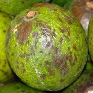 Các biện pháp phòng bệnh ghẻ vỏ quả trên cây bơ - bệnh ghẻ vỏ bơ, quả bơ bệnh ghẻ, vỏ quả bơ bị ghẻ, phòng bệnh ghẻ vỏ quả trên cây bơ