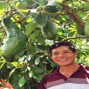 Làm giàu nhờ những giống bơ lạ - Làm giàu nhờ những giống bơ lạ, Bơ lạ, Bơ 034, Bơ trái dài, Bơ sáp 034, Bơ trái dài 034, giống bơ 034