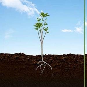 Kỹ thuật chọn đất và làm đất trồng cây bơ - Kỹ thuật chọn đất, làm đất trồng cây bơ, đất trồng cây bơ, chọn đất trồng bơ, kỹ thuật chọn đất trồng bơ