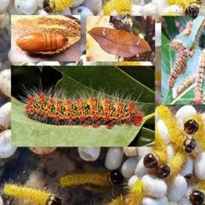 Phòng trừ sâu róm đỏ trên cây bơ - Phòng trừ sâu róm đỏ trên cây bơ, sâu ăn lá bơ, sâu róm đỏ ăn lá bơ, sâu róm phá hoại bơ
