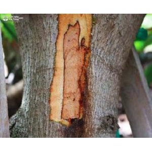 Bệnh Loét Thối Thân Trên Cây Bơ và cách phòng bệnh - Bệnh loét thối thân trên cây bơ, Bệnh thối thân trên cây bơ, bệnh trên cây bơ, phòng trừ bệnh trên cây bơ