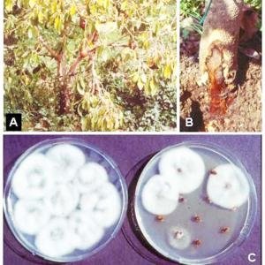 Bệnh thối rể trên cây bơ và cách phòng bệnh - Bệnh thối rể trên cây bơ, cách phòng bệnh thối rể trên cây bơ, phòng trị bệnh thối rể trên bơ