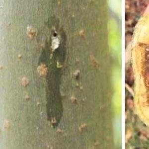 Sâu mọt đục cành trên cây bơ và cách phòng ngừa - Sâu mọt đục cành trên cây bơ, cách phòng ngừa mọt đục cành cây bơ, sâu bệnh hại trên cây bơ, sâu hại cây bơ