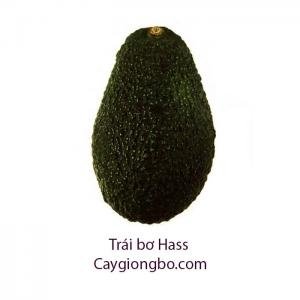 Giá Bơ Hass - Thị Trường Bơ Hass - Giá Trái Bơ Hass - Giá Bơ Hass, Thị Trường Bơ Hass, Giá Trái Bơ Hass, Trái Bơ Hass, Bơ Hass, Thông tin về bơ Hass