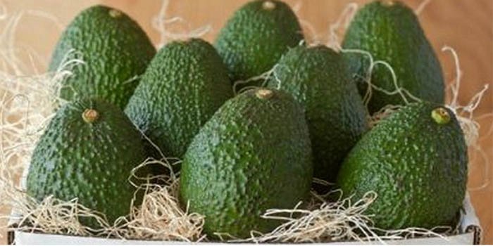 Cách Thu Hoạch Và Bảo Quản Quả Bơ Đúng Tiêu Chuẩn