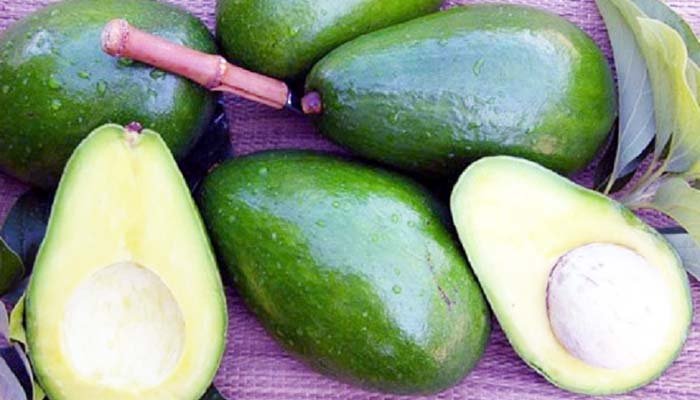 Giá Bơ Sáp - Thị Trường Bơ Sáp - Giá Trái Bơ Sáp