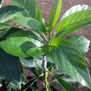 Mua giống bơ 034 ở đâu chất lượng, đúng giống ? - Giống bơ 034, Bơ 034, Giống Bơ sáp 034, Giống Bơ trái vụ 034, bơ dẻo 034, cây giống 034, cây giống bơ 034