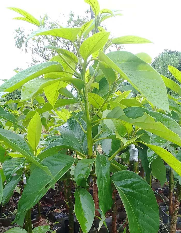Giống Bơ 034 Có Đặc Điểm Gì ?