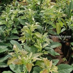 Nên Trồng Giống Bơ Nào ? - Trồng Bơ, Giống Bơ Nên Trồng, Loại Bơ Nên Trồng, Giống Bơ, Đất Trồng Bơ, Vùng Đất Trồng Bơ, Cây Bơ, Có Mấy Loại Bơ, Giống Bơ 034, Giống Bơ Booth 7, Giống bơ Cuba