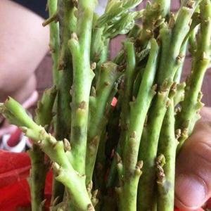 Chồi Bơ Cuba Ghép Cải Tạo - Chồi bơ, Bơ Cuba, Chồi Bơ Cuba, Bơ Cuba Ghép Cải Tạo, Giống Bơ Cuba, Giá Chồi Bơ Cuba, Ghép cải tạo vườn bơ, Cây Giống Bơ