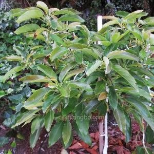 Giống Bơ GEM Hass - Giống Bơ GEM Hass, bơ GEM Hass, bơ ngoại GEM Hass, Giống GEM Hass, Bơ Mỹ GEM Hass, Bơ Ngoại GEM Hass