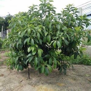  - Tưới Nhỏ Giọt Cho Cây Bơ, Bón Phân qua hệ thống tưới nhỏ giọt Cho Bơ, Bón Phân cho Cây Bơ, hệ thống tưới nhỏ giọt cho cây bơ