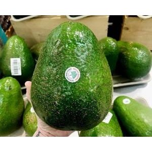  - Bơ Lớn Nhất Thế Giới, Bơ Sáp, Bơ Austraila, Bơ Sáp Úc, Thị Trường Bơ, Giá Bơ, bơ Avozillas