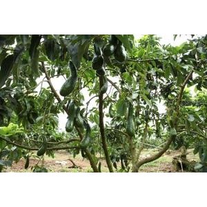 Giống Bơ 034