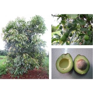 Giống Bơ Hass
