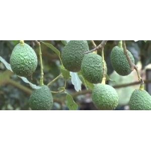  - Giống bơ Mỹ, Giống bơ Hass, Giống Bơ Pinkerton, Giống bơ Ngoại, Bơ Mỹ, Bơ Vườn Ông Thống, Bơ Lâm Đồng