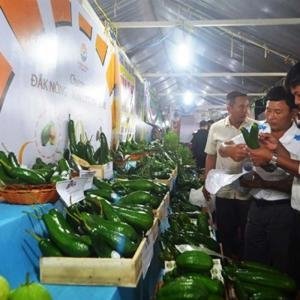  - trồng bơ, bơ đắk nông, cây bơ, sầu riêng, bơ lâm đồng, trồng bơ công nghệ cao, bơ cuba, bơ hass, giống bơ 034