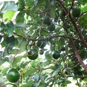  - Bơ Tây Nguyên, Bơ Đắk Nông, Bơ Booth, Bơ Hass, Bơ 034, Bơ Trịnh Mười