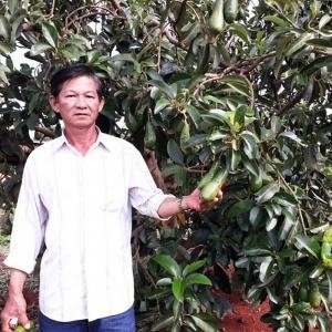  - Bơ sáp, bơ Booth 7, Bơ 034, Giống bơ 034, giống bơ Booth 7