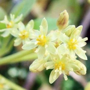  - Bơ Ra Hoa, Hoa Bơ, Chăm Sóc Bơ, Bón Phân Cho Bơ, Đậu Quả Cho Cây Bơ, Xử Lí Ra Hoa Cho Cây Bơ