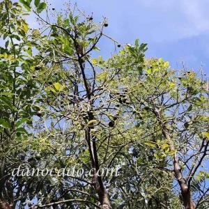  - Giống Bơ GEM Hass, bơ GEM Hass, Giống GEM Hass, Bơ Mỹ GEM Hass, Bơ Ngoại GEM Hass, trái Bơ Gem Hass, Bơ Gem