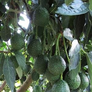  - Bơ Hass, Giống Bơ Hass, Hass Avocado, Bán Giống Bơ Hass