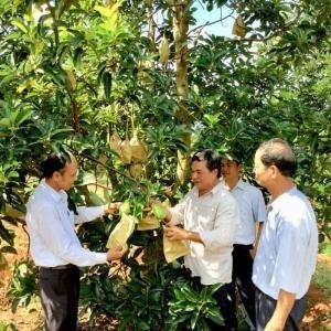  - Giống bơ Mã Dưỡng, Bơ Bình Phước, Bơ Sáp Mã Dưỡng, Bơ Sáp Bình Phước, Giống bơ Sáp Dẻo Mã Dưỡng, Bơ Mã Dưỡng Bình Phước