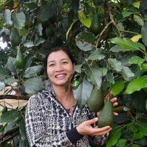  - Giống bơ Pinkerton, Giống bơ Mỹ, Giống bơ Bin, Bơ Pin, Bơ Mỹ Pinkerton, chồi bơ Pinkerton
