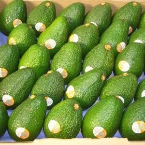  - Bơ mexico, xuất khẩu bơ đi Nhật, Thị Trường bơ Mexico