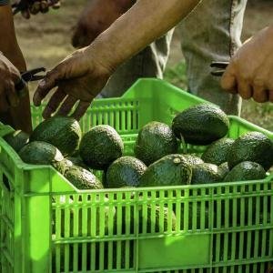  - Thị trường bơ, các nước xuất khẩu bơ, Tổng quan về bơ trên thế giới, xuất khẩu bơ thế giới, thị trường bơ hass, bơ Pinkerton, bơ hass