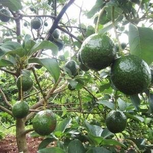  - Bơ Đắc Lắc, Bơ Mất Mùa, Giá Bơ, Thị trường bơ, bơ sáp Đắc Lắc, Giá bơ sáp, thị trường bơ sáp, Bơ Booth 7, Bơ Booth 7 mất mùa, Giá bơ Booth 7