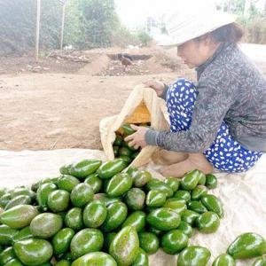  - Giá bơ sáp, thị trường bơ, trái bơ sáp đăk lắc, giá bơ sáp, trồng bơ thu nhập cao
