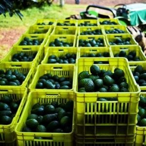  - bơ mexico, thị trường bơ thế giới, thông tin về bơ, quả bơ xuất khẩu, trái bơ xuất khẩu