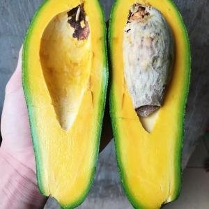  - Bơ 5 lóng, Bơ Năm Lóng, Bơ 034, So sánh chất lượng bơ 5 lóng và bơ 034, bơ ngon, bơ dẻo